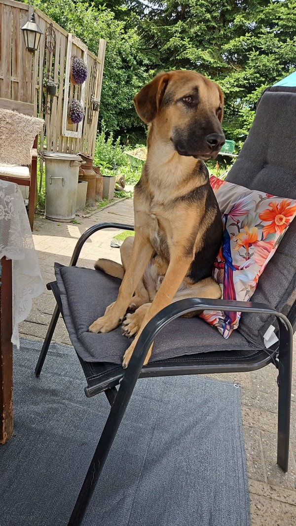 VEEGO is eagerly waiting for a home - your new loyal friend from the shelter