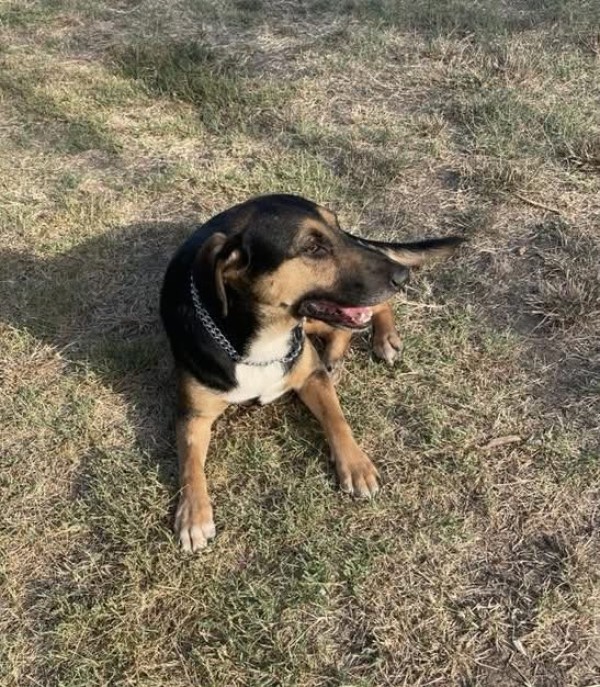 BRUNNO is eagerly waiting for a home - your new loyal friend from the shelter