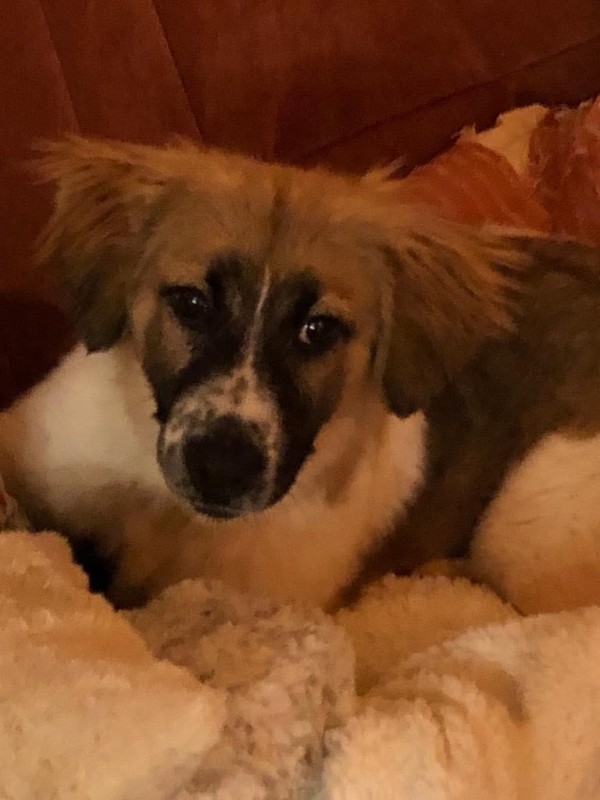 TOPCHO is eagerly waiting for a home - your new loyal friend from the shelter