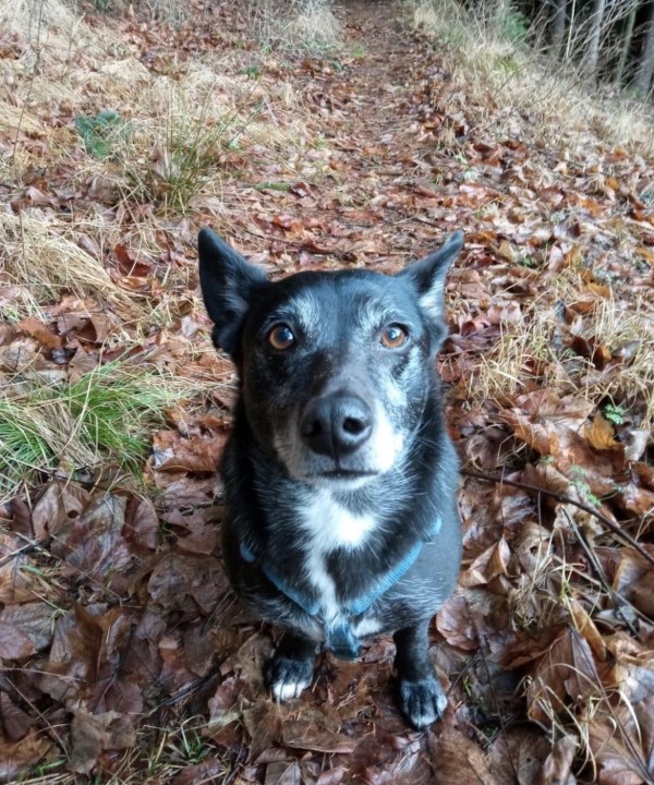 BEBBO is eagerly waiting for a home - your new loyal friend from the shelter