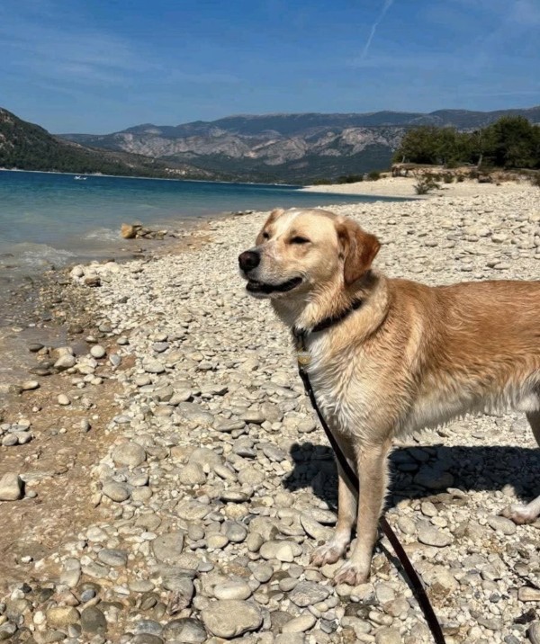 BOWDY is eagerly waiting for a home - your new loyal friend from the shelter