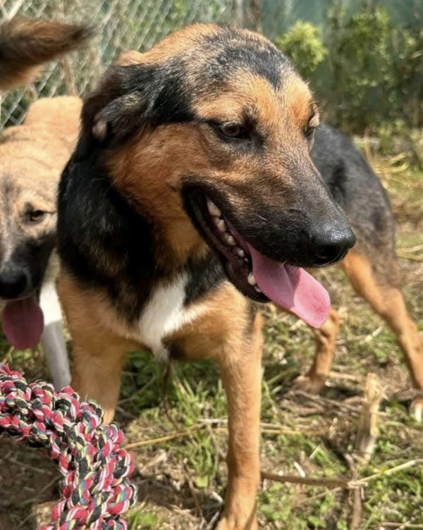 YARA is eagerly waiting for a home - your new loyal friend from the shelter