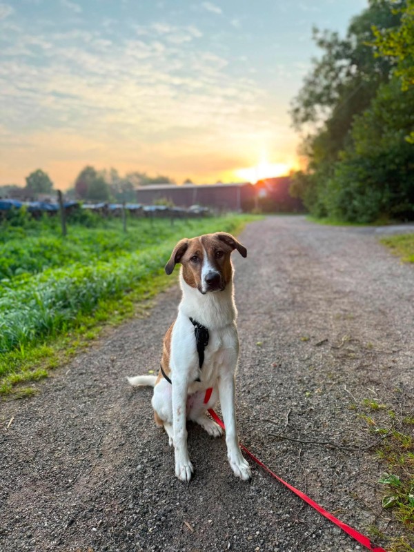 DANI is eagerly waiting for a home - your new loyal friend from the shelter