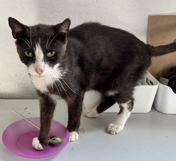 O MALLEY is eagerly waiting for a home - your new loyal friend from the shelter