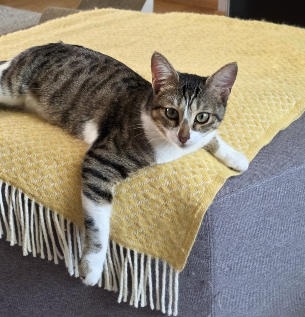 NOUGAT is eagerly waiting for a home - your new loyal friend from the shelter