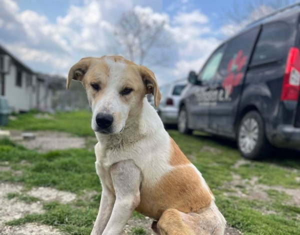 BORKO is eagerly waiting for a home - your new loyal friend from the shelter