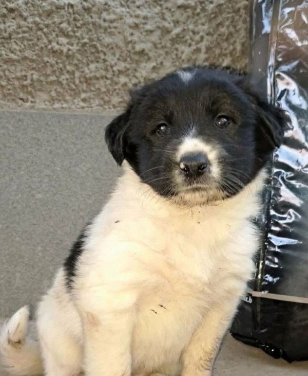 CHEF is eagerly waiting for a home - your new loyal friend from the shelter