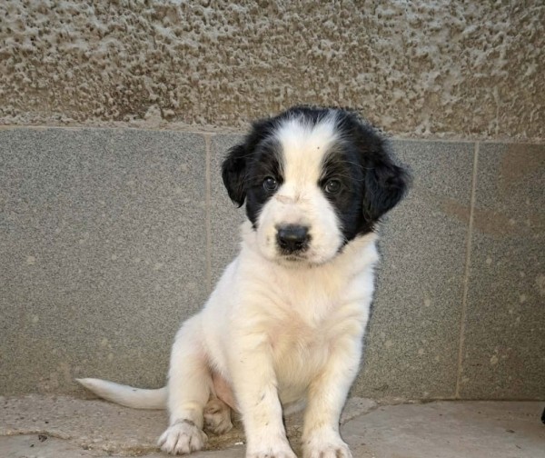 BRUMMBÄR is eagerly waiting for a home - your new loyal friend from the shelter