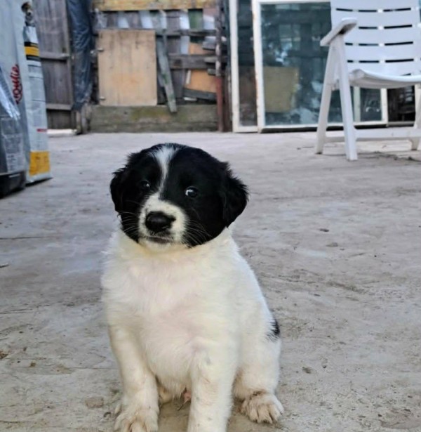 SCHLAFMÜTZ is eagerly waiting for a home - your new loyal friend from the shelter