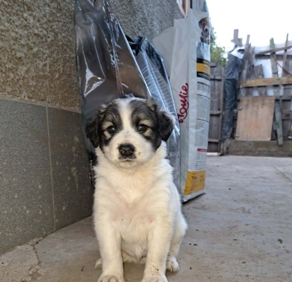 PIMPEL is eagerly waiting for a home - your new loyal friend from the shelter