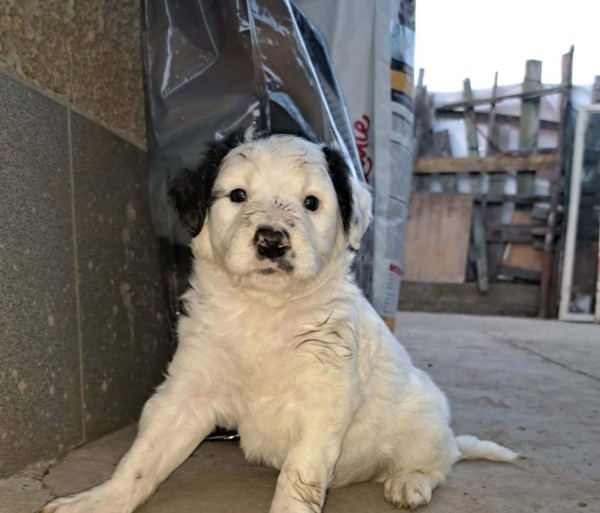 SEPPL is eagerly waiting for a home - your new loyal friend from the shelter