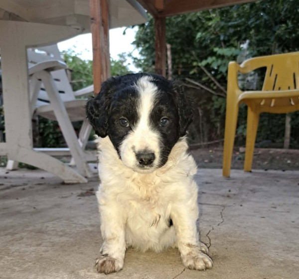 HAPPY is eagerly waiting for a home - your new loyal friend from the shelter