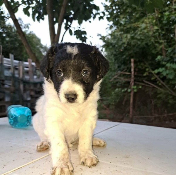 HATSCHIA is eagerly waiting for a home - your new loyal friend from the shelter