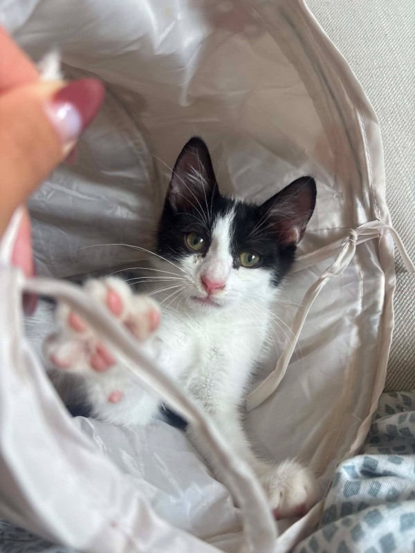 DOMINO is eagerly waiting for a home - your new loyal friend from the shelter