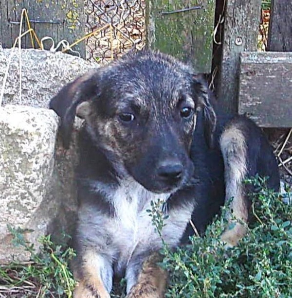 BETHANI is eagerly waiting for a home - your new loyal friend from the shelter