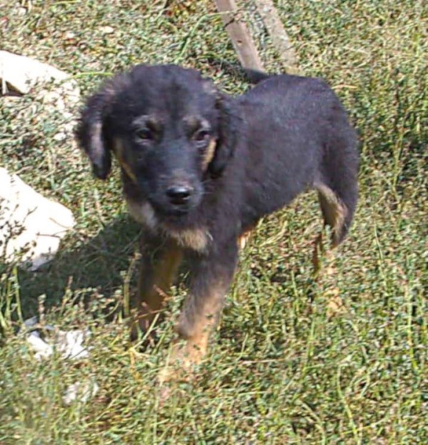 BRITANI is eagerly waiting for a home - your new loyal friend from the shelter