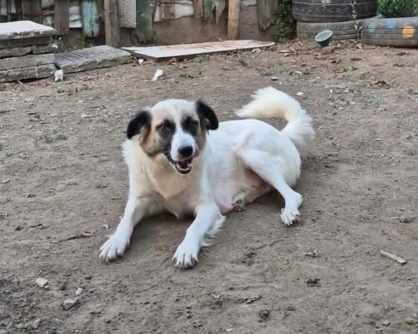 SCHNEEWITTCHEN is eagerly waiting for a home - your new loyal friend from the shelter