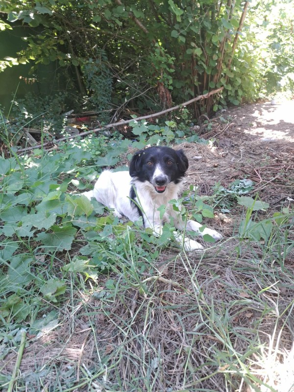 PRINZ is eagerly waiting for a home - your new loyal friend from the shelter
