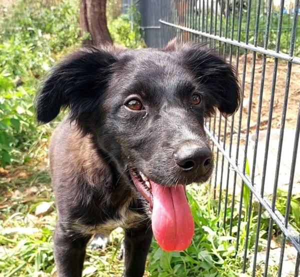 STITCH is eagerly waiting for a home - your new loyal friend from the shelter