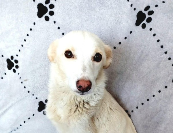 TAMARA is eagerly waiting for a home - your new loyal friend from the shelter
