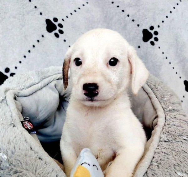PONGO is eagerly waiting for a home - your new loyal friend from the shelter