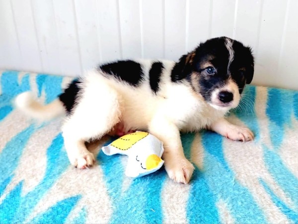 PATCH is eagerly waiting for a home - your new loyal friend from the shelter