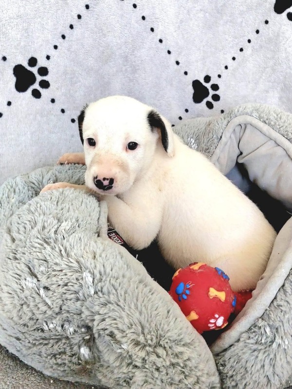 PERDITA is eagerly waiting for a home - your new loyal friend from the shelter