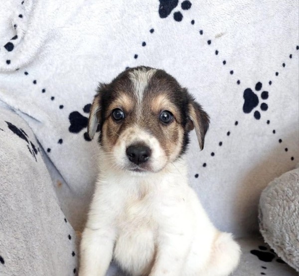 PENNY is eagerly waiting for a home - your new loyal friend from the shelter