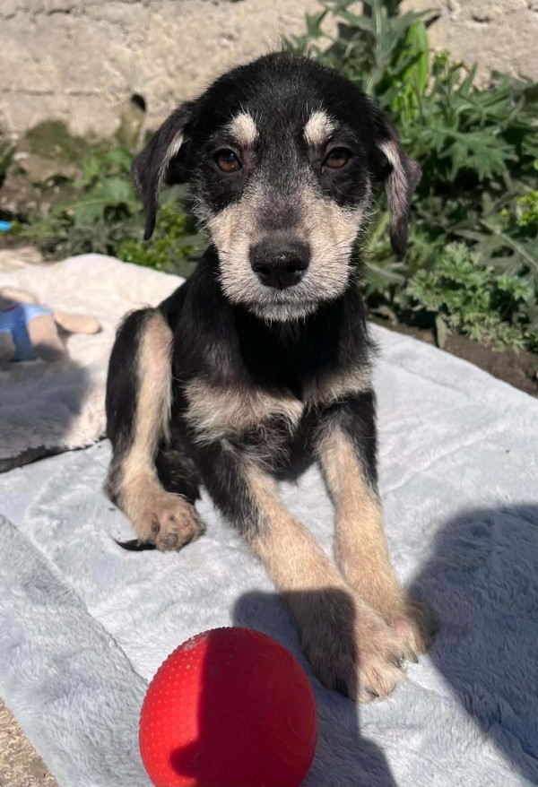 BELLATRIX is eagerly waiting for a home - your new loyal friend from the shelter