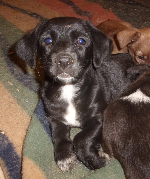 APRIL is eagerly waiting for a home - your new loyal friend from the shelter