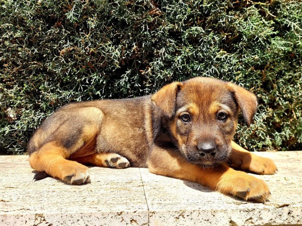 FLORA is eagerly waiting for a home - your new loyal friend from the shelter