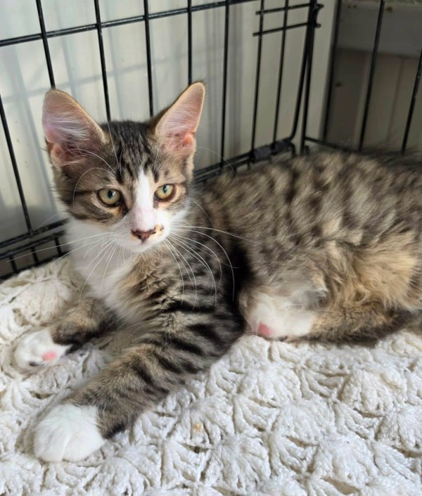 KODA is eagerly waiting for a home - your new loyal friend from the shelter