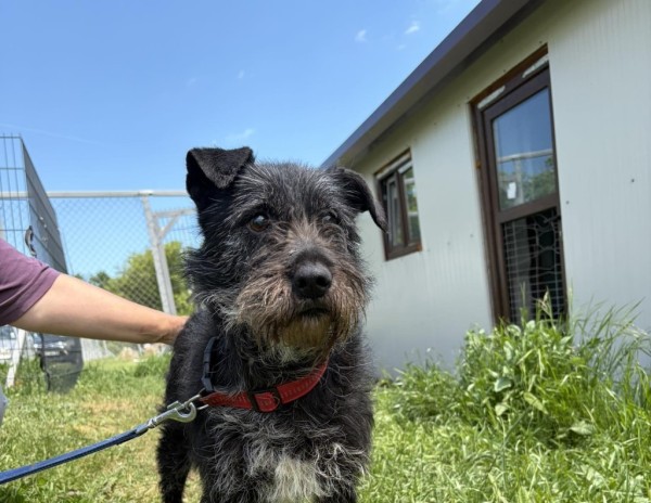 IVO is eagerly waiting for a home - your new loyal friend from the shelter