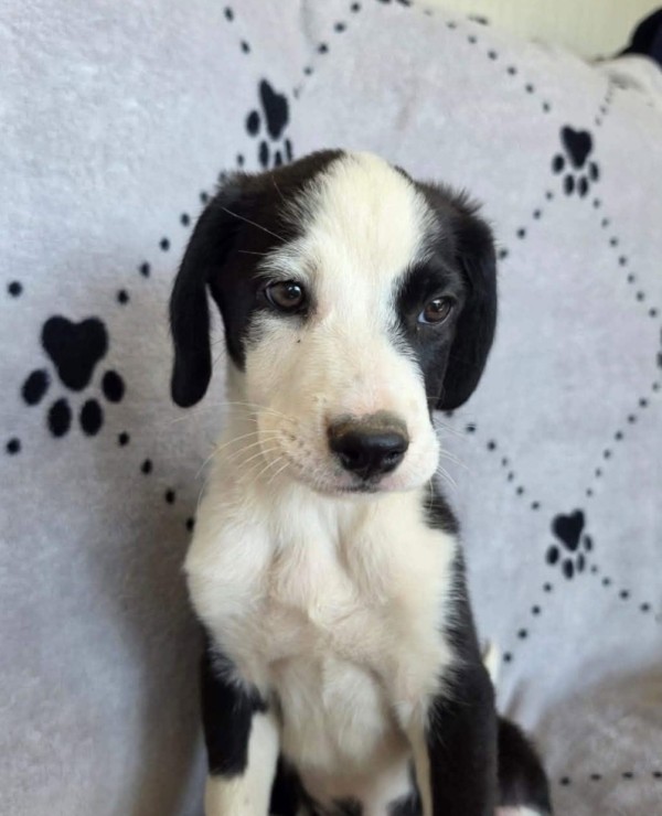 YULIAN is eagerly waiting for a home - your new loyal friend from the shelter