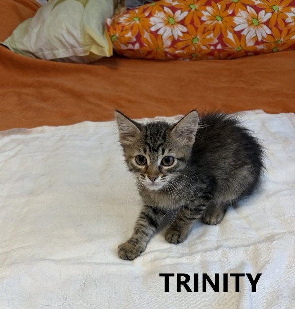 TRINITY is eagerly waiting for a home - your new loyal friend from the shelter