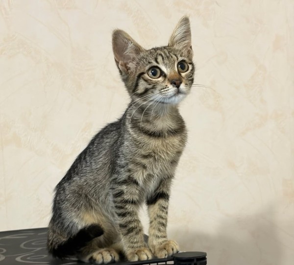ORCHIDEYA is eagerly waiting for a home - your new loyal friend from the shelter
