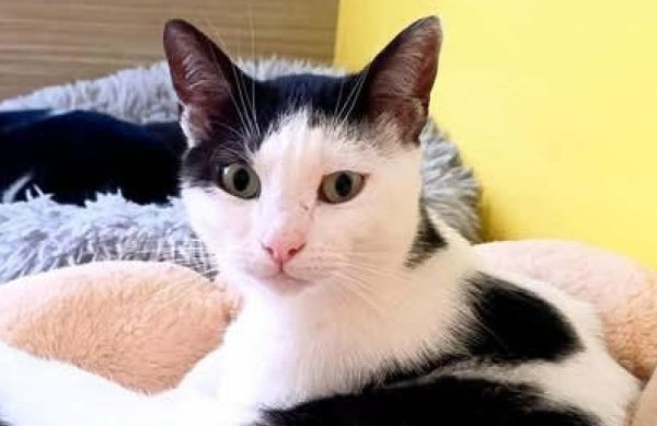 ANGELIKA is eagerly waiting for a home - your new loyal friend from the shelter