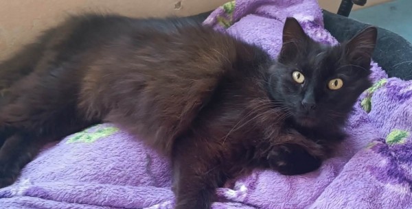 ELMIRA is eagerly waiting for a home - your new loyal friend from the shelter