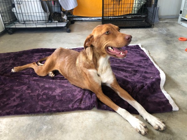 SKALLY is eagerly waiting for a home - your new loyal friend from the shelter