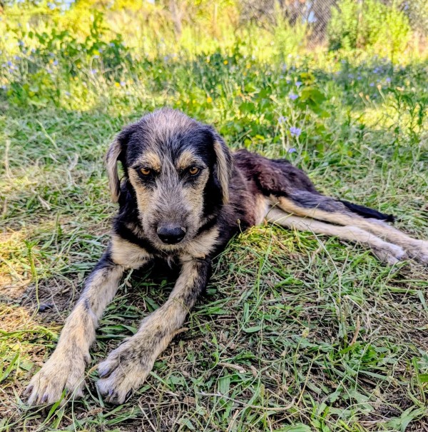ALBUS is eagerly waiting for a home - your new loyal friend from the shelter