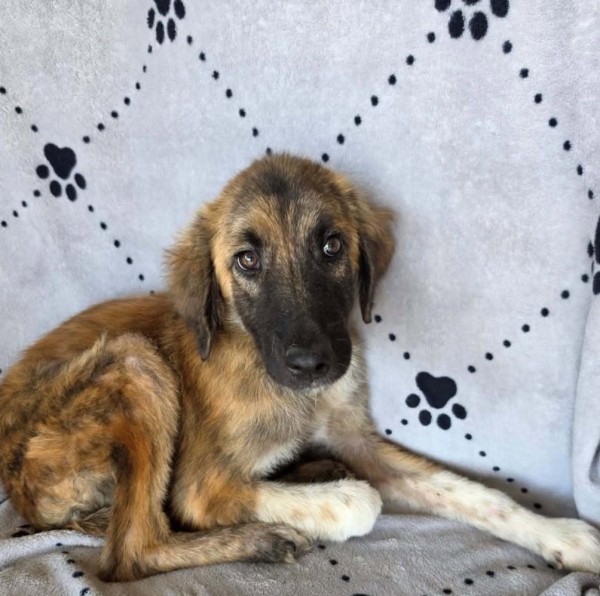 PETER PAN is eagerly waiting for a home - your new loyal friend from the shelter