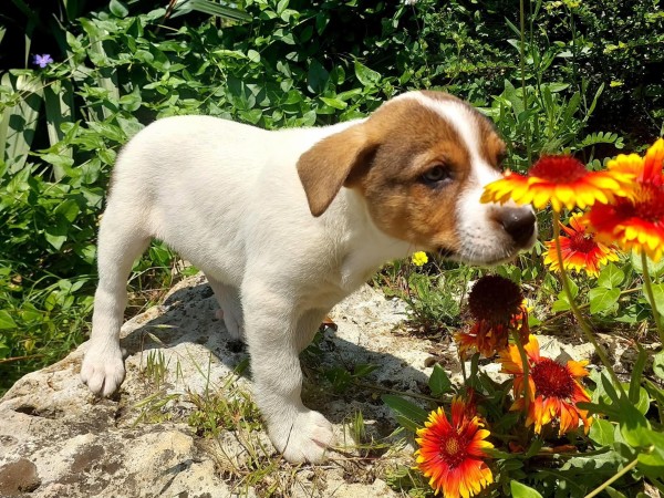 FLY is eagerly waiting for a home - your new loyal friend from the shelter
