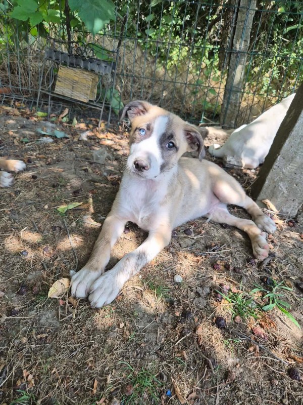 MARIO is eagerly waiting for a home - your new loyal friend from the shelter