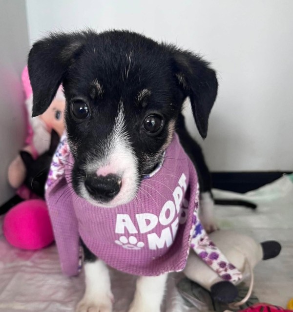 JERRIE is eagerly waiting for a home - your new loyal friend from the shelter