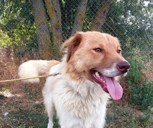 SARA is eagerly waiting for a home - your new loyal friend from the shelter