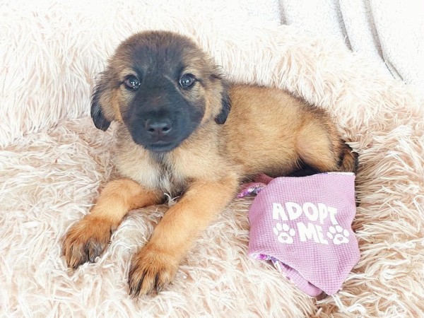 ALICE is eagerly waiting for a home - your new loyal friend from the shelter