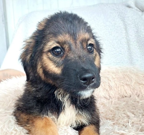 HATTER is eagerly waiting for a home - your new loyal friend from the shelter