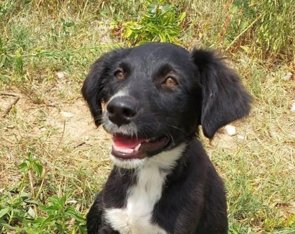 LILO is eagerly waiting for a home - your new loyal friend from the shelter