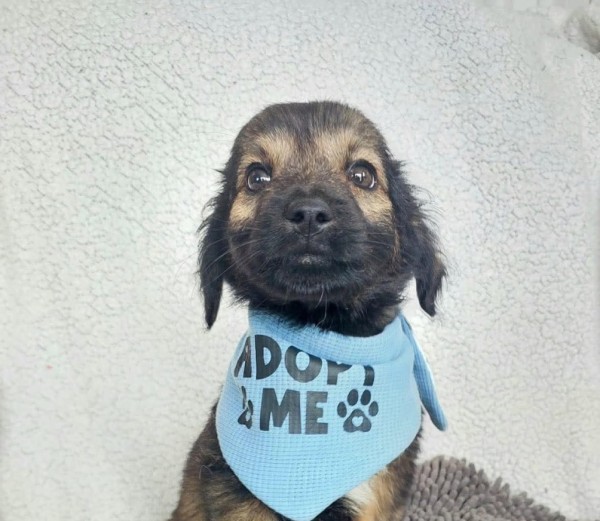 CHESHIRE is eagerly waiting for a home - your new loyal friend from the shelter
