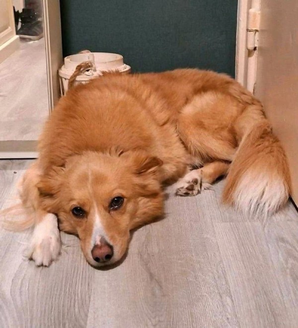 NAPPY is eagerly waiting for a home - your new loyal friend from the shelter